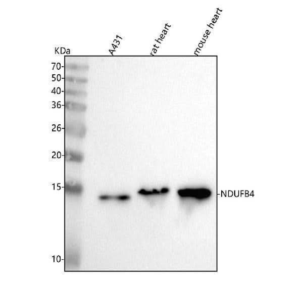 Anti-NDUFB4 Antibody Picoband® Boster Bio