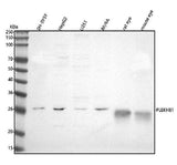 Anti-PLEKHB1 Antibody Picoband® Boster Bio
