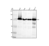 Anti-TSR1 Antibody Picoband® Boster Bio