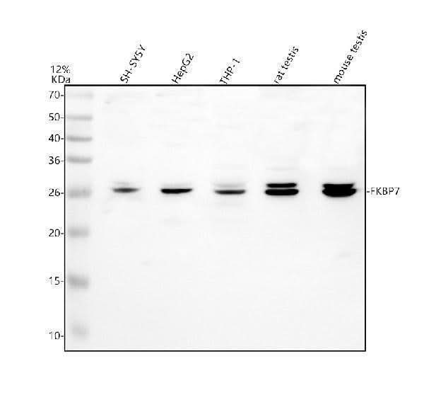 Anti-FKBP7 Antibody Picoband® Boster Bio