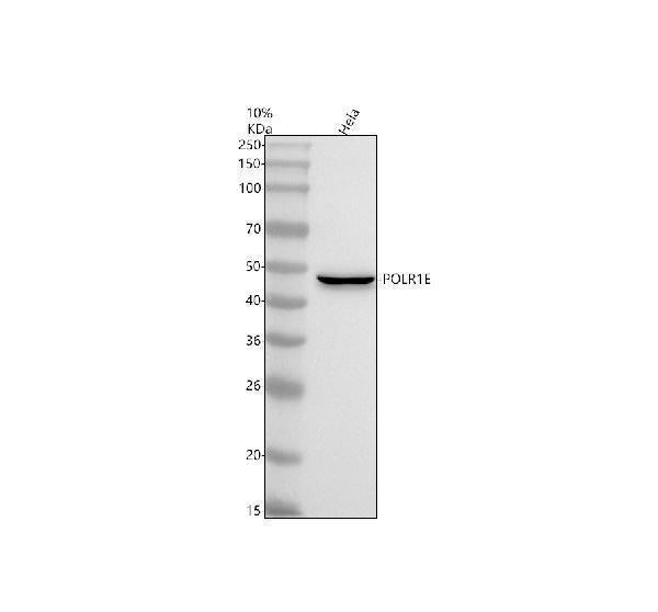 Anti-POLR1E Antibody Picoband® Boster Bio