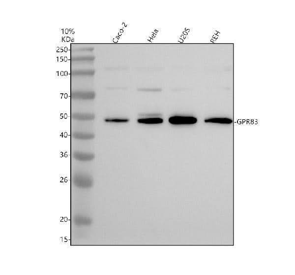 Anti-GPR83 Antibody Picoband® Boster Bio