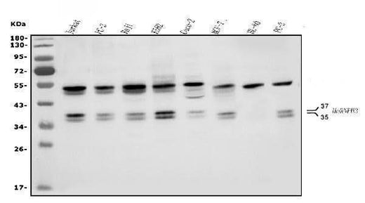 Anti-HNRNPH3 Antibody Picoband® Boster Bio