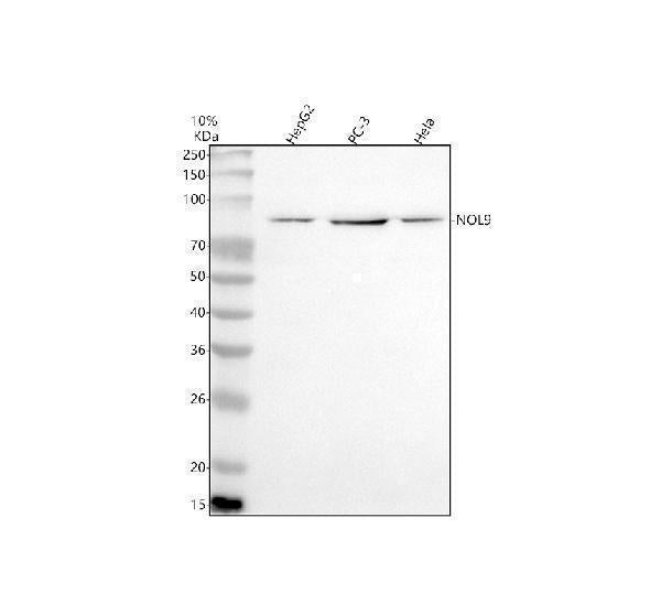 Anti-NOL9 Antibody Picoband® Boster Bio