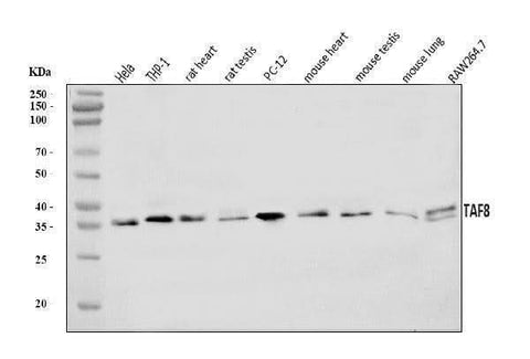 Anti-TAF8/TBN Antibody Picoband® Boster Bio