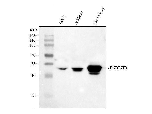 Anti-LDHD Antibody Picoband® Boster Bio