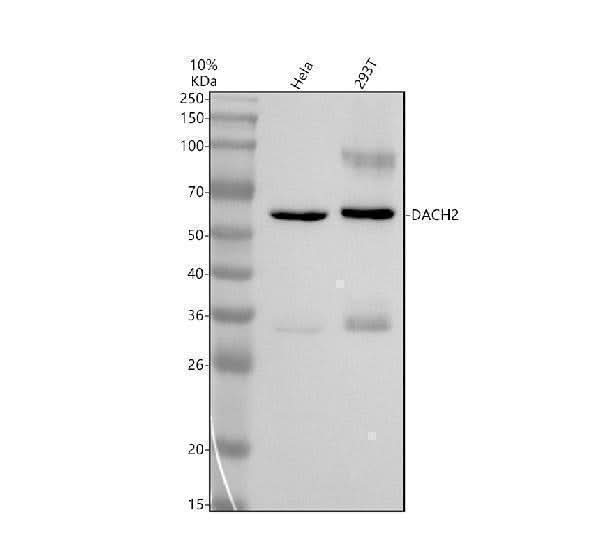 Anti-DACH2 Antibody Picoband® Boster Bio