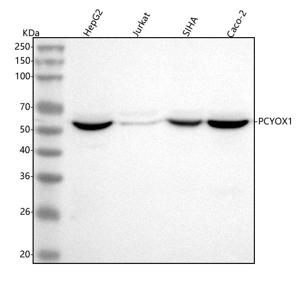 Anti-PCYOX1 Antibody Picoband® Boster Bio