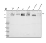 Anti-KIAA0182/GSE1 Antibody Picoband® Boster Bio