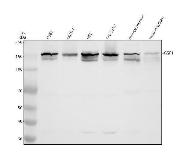 Anti-KIAA0182/GSE1 Antibody Picoband® Boster Bio
