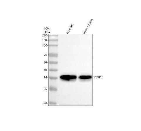 Anti-Synaptoporin/SYNPR Antibody Picoband® Boster Bio