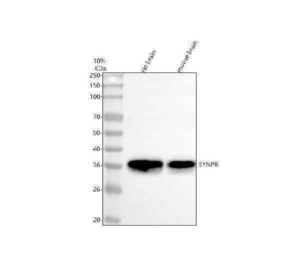Anti-Synaptoporin/SYNPR Antibody Picoband® Boster Bio