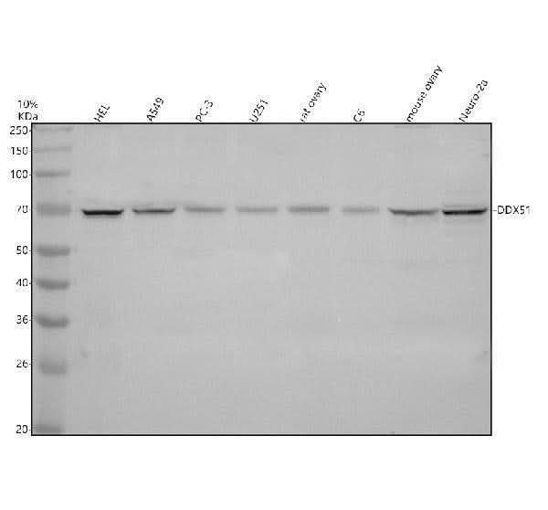 Anti-DDX51 Antibody Picoband® Boster Bio
