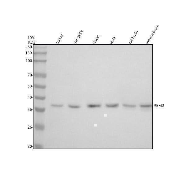 Anti-REM2 Antibody Picoband® Boster Bio