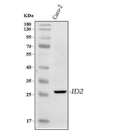 Anti-IDI2 Antibody Picoband® Boster Bio