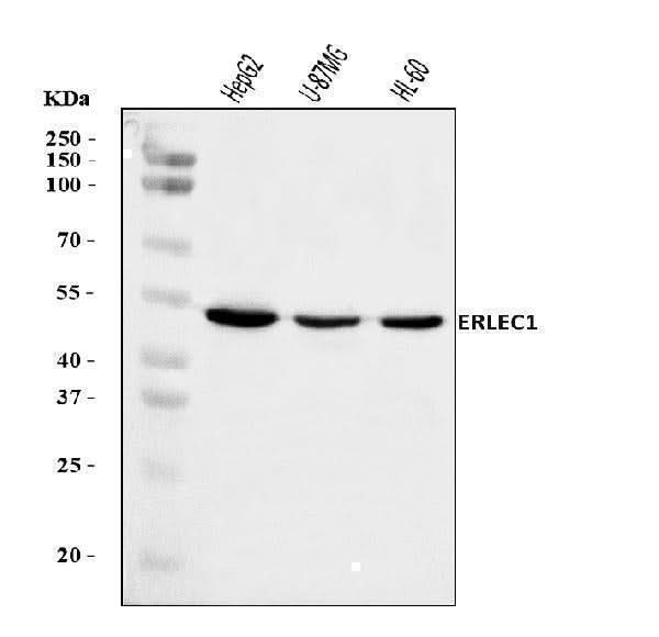 Anti-ERLEC1 Antibody Picoband® Boster Bio