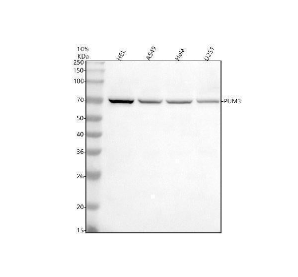 Anti-PUF-A/KIAA0020/PUM3 Antibody Picoband® Boster Bio