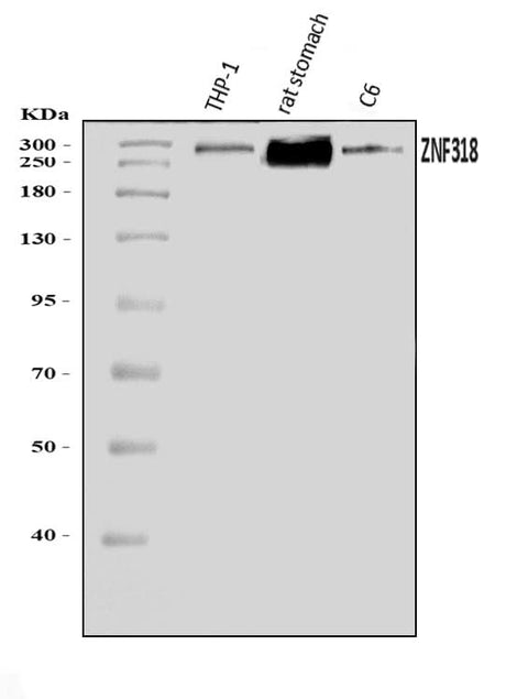 Anti-ZNF318 Antibody Picoband® Boster Bio