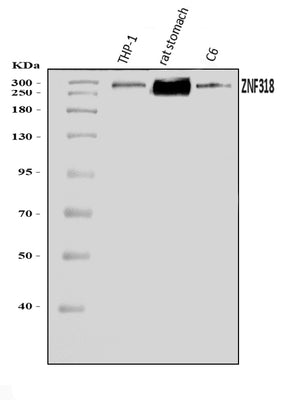 Anti-ZNF318 Antibody Picoband® Boster Bio