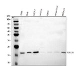Anti-POLR2H Antibody Picoband® Boster Bio