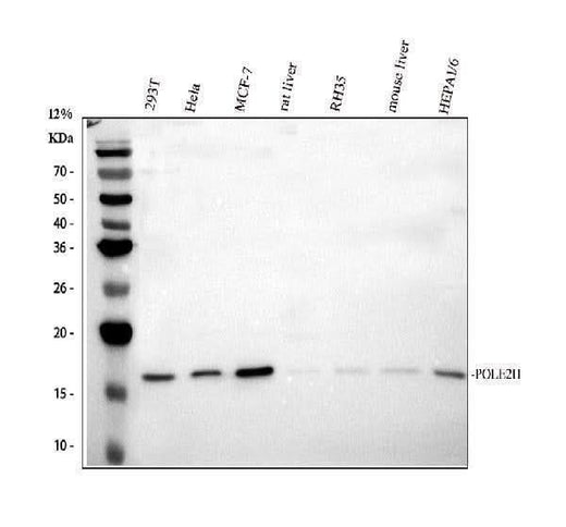 Anti-POLR2H Antibody Picoband® Boster Bio