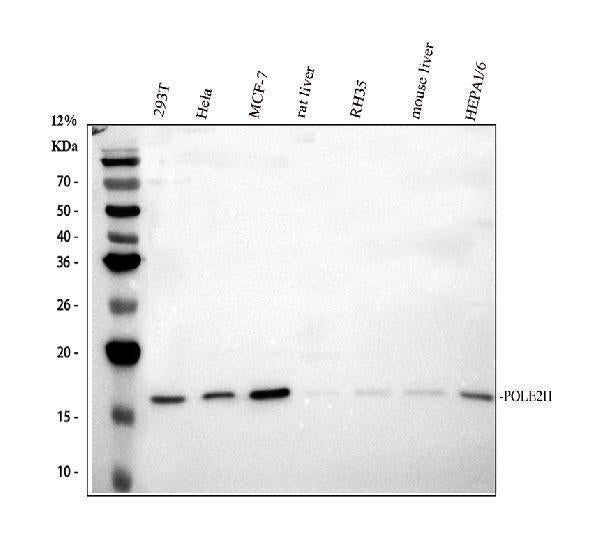 Anti-POLR2H Antibody Picoband® Boster Bio