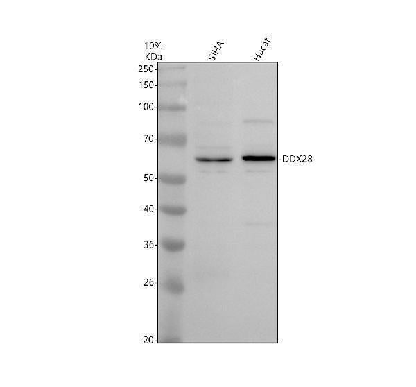 Anti-DDX28 Antibody Picoband® Boster Bio