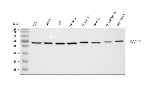 Anti-SF3A2 Antibody Picoband® Boster Bio