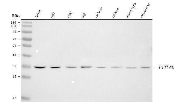 Anti-PITPNB Antibody Picoband® Boster Bio