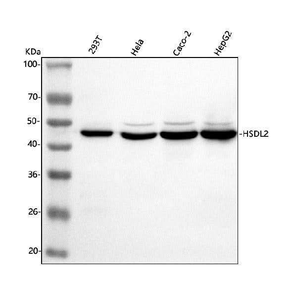 Anti-HSDL2 Antibody Picoband® Boster Bio