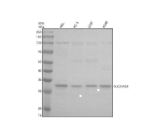 Anti-SLC25A33 Antibody Picoband® Boster Bio