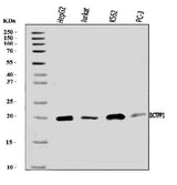 Anti-XTP3TPA/DCTPP1 Antibody Picoband® Boster Bio