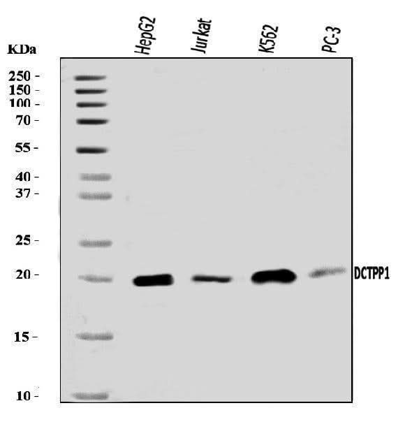 Anti-XTP3TPA/DCTPP1 Antibody Picoband® Boster Bio