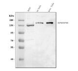 Anti-MPHOSPH9 Antibody Picoband® Boster Bio