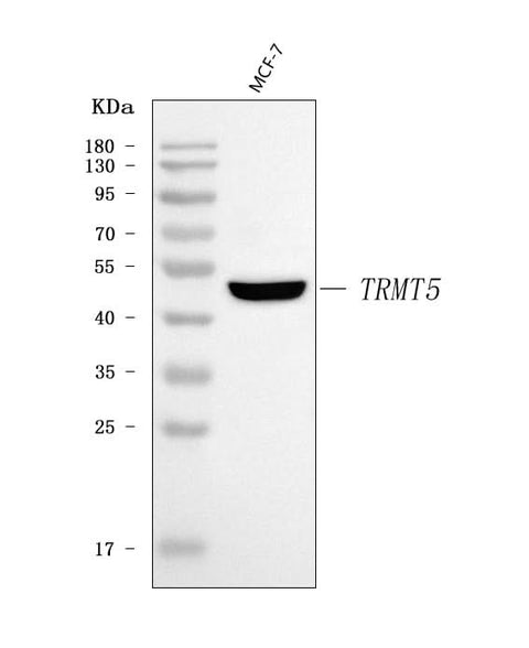 Anti-TRMT5 Antibody Picoband® Boster Bio