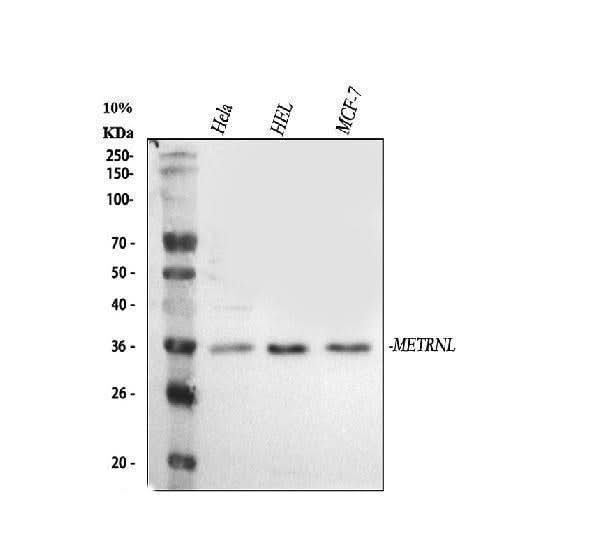 Anti-METRNL Antibody Picoband® Boster Bio