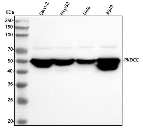 Anti-SGK493/PKDCC Antibody Picoband® Boster Bio