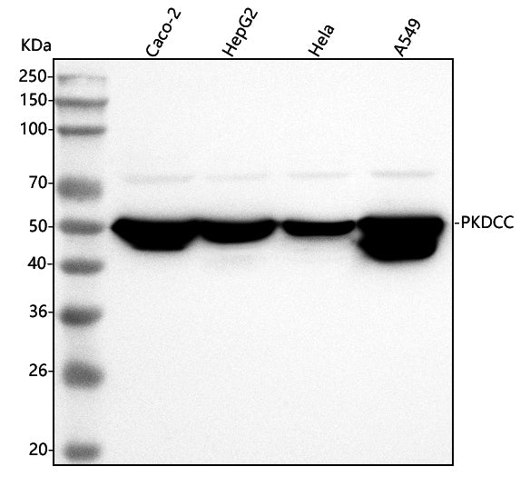 Anti-SGK493/PKDCC Antibody Picoband® Boster Bio
