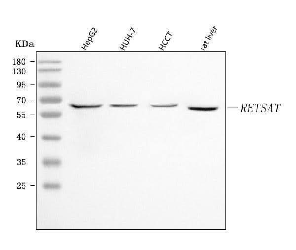 Anti-RETSAT Antibody Picoband® Boster Bio