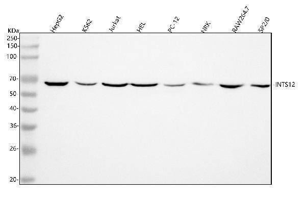 Anti-INTS12 Antibody Picoband® Boster Bio