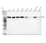 Anti-IRF2BP1 Antibody Picoband® Boster Bio