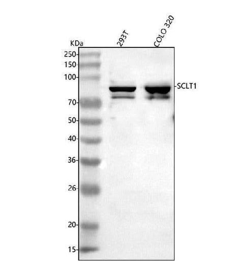 Anti-SCLT1 Antibody Picoband® Boster Bio