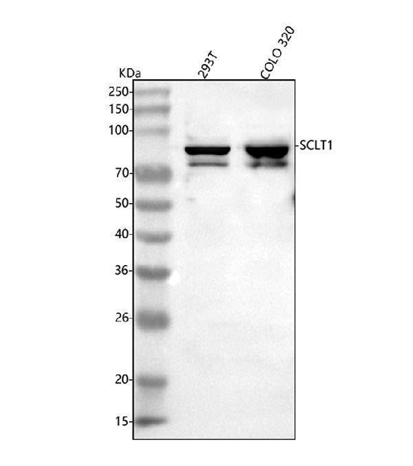 Anti-SCLT1 Antibody Picoband® Boster Bio