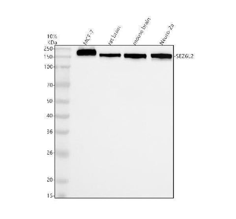 Anti-SEZ6L2 Antibody Picoband® Boster Bio