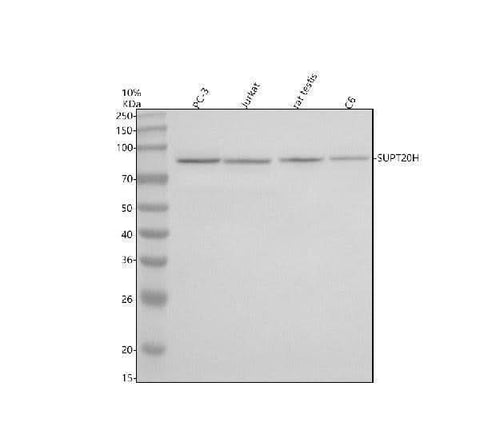 Anti-SUPT20H Antibody Picoband® Boster Bio