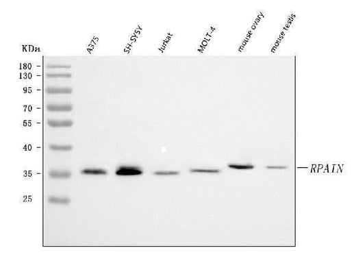 Anti-RPAIN Antibody Picoband® Boster Bio