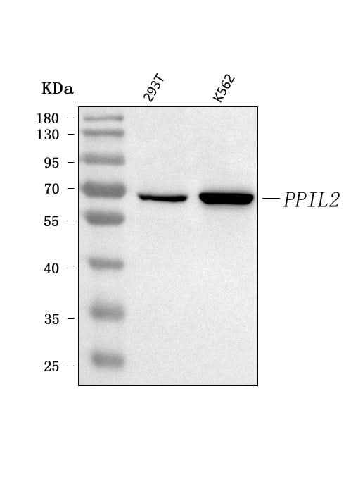 Anti-PPIL2 Antibody Picoband® Boster Bio