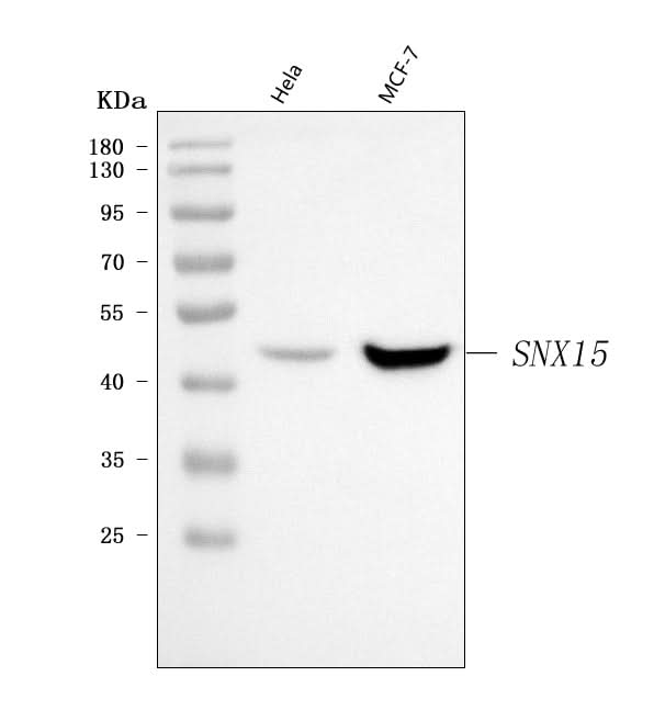 Anti-SNX15 Antibody Picoband® Boster Bio