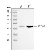 Anti-SNX15 Antibody Picoband® Boster Bio