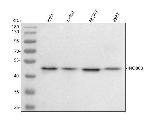 Anti-INO80B Antibody Picoband® Boster Bio